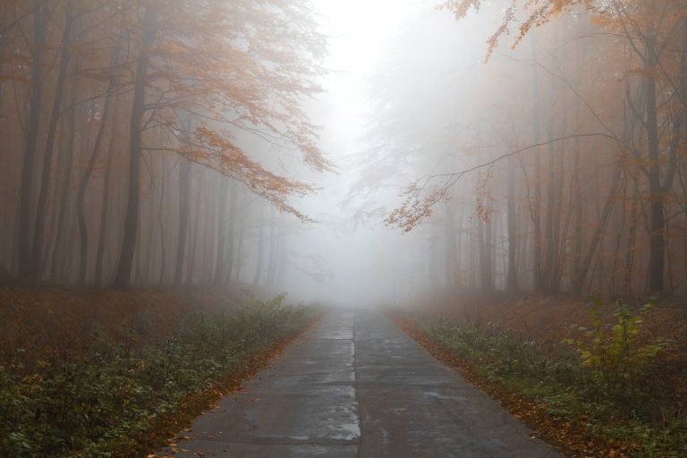 foggy mysterious forest